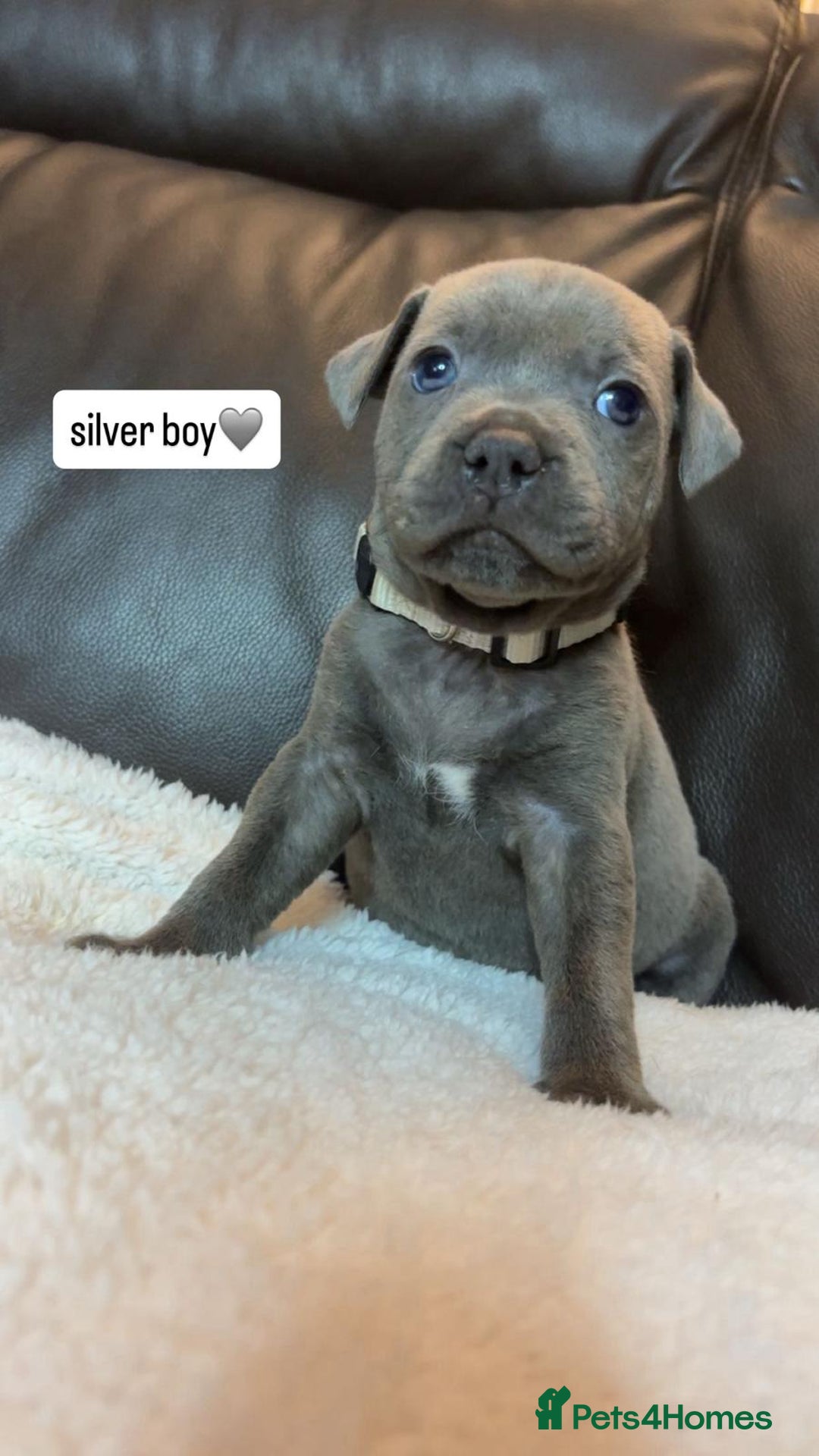Staffordshire Bull Terrier dogs for sale: Eight gorgeous staffy puppies. - Advert 6