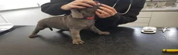 Staffordshire Bull Terrier dogs for sale: Staffordshire bull terrier  in Stoke-on-Trent - Advert 4