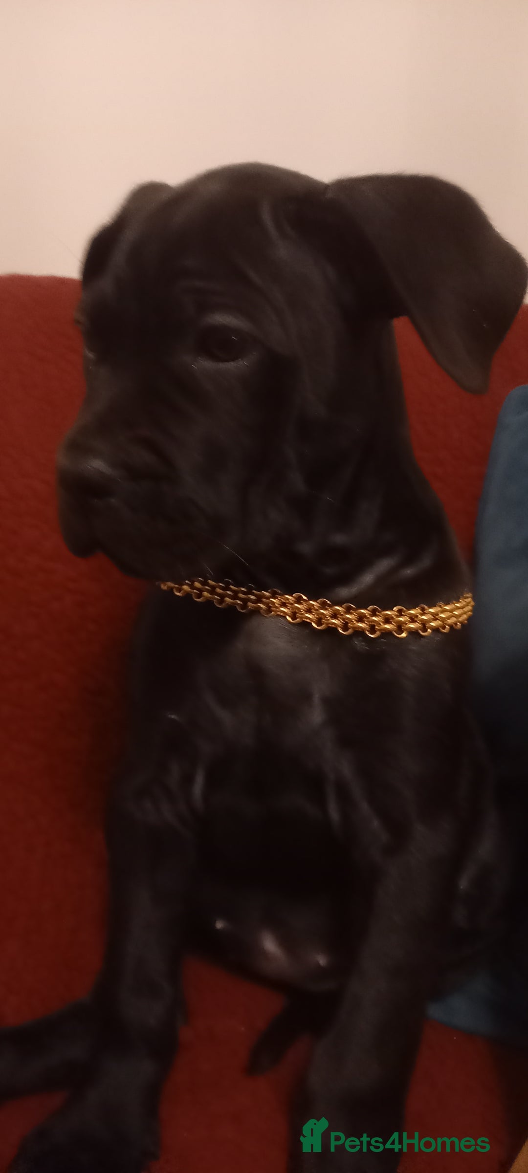 Cane Corso dogs for sale: ANNOUNCEMENT ONLY UK LITTER DEL DYRIUM LINES  🖤  - Advert 36