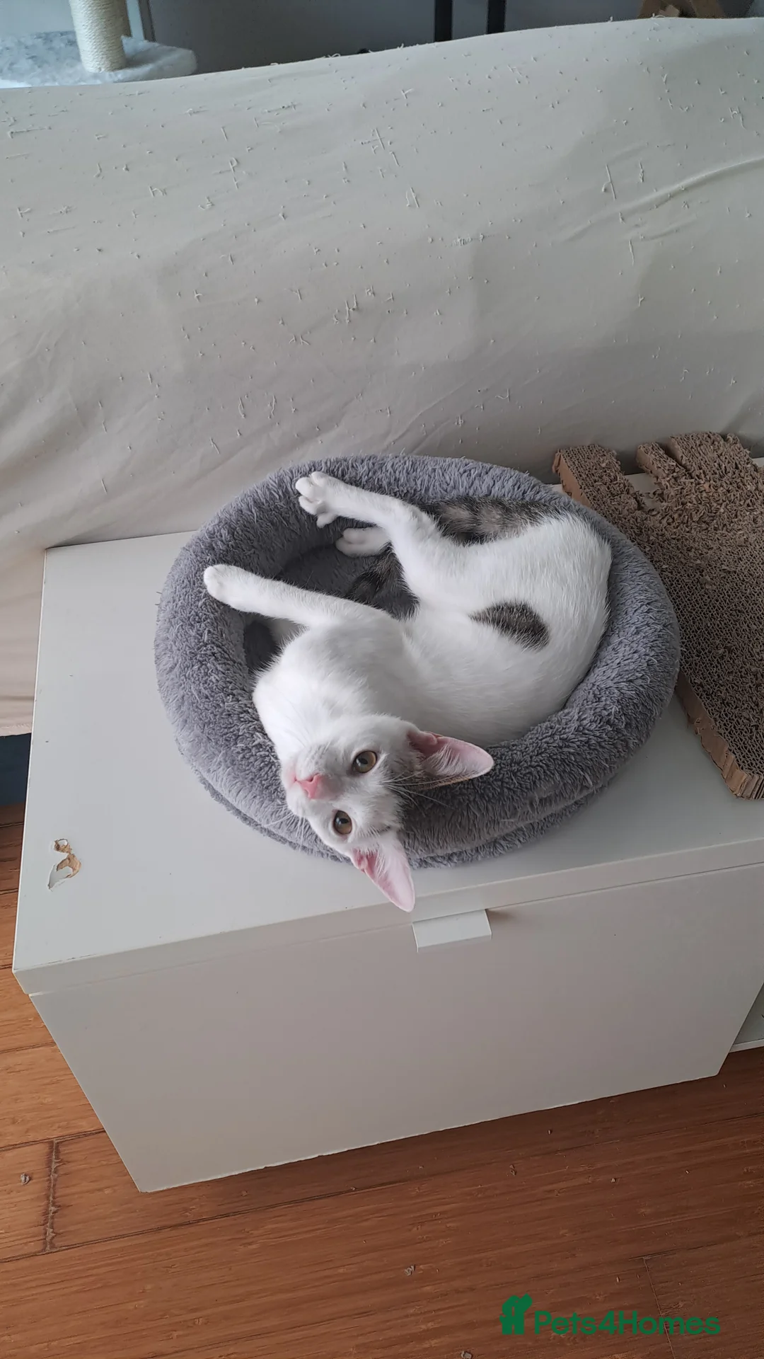 Mixed Breed cats for adoption: Juju and Vivi - Double the Purr, Double the Fun - Advert 2