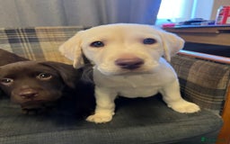 Labrador Retriever dogs for sale: Labrador Retriever puppies - Image 24