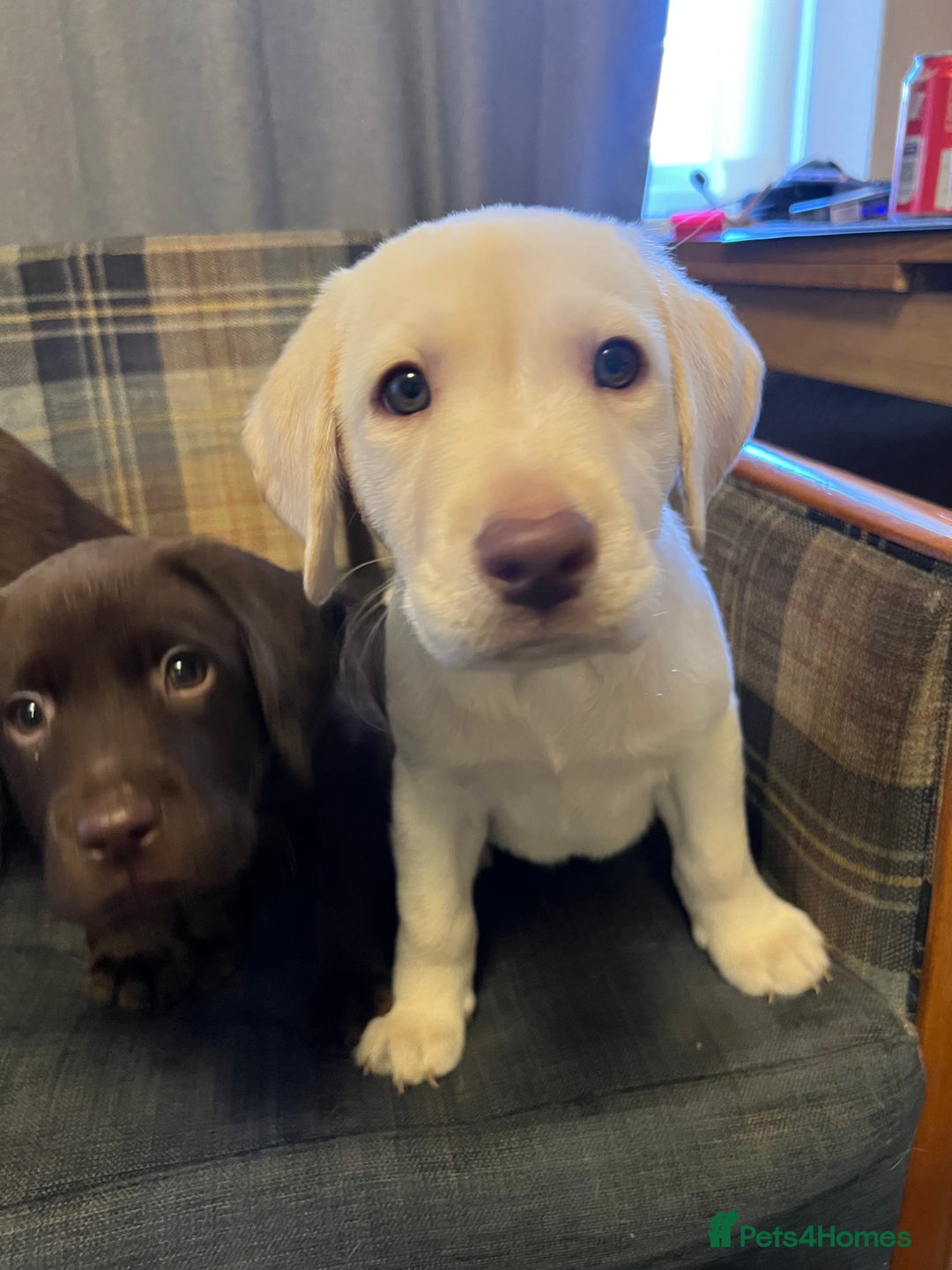 Labrador Retriever dogs for sale: Labrador Retriever puppies - Image 24
