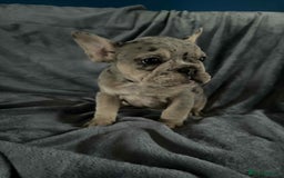 Mixed Breed dogs for sale: Beautiful spotty babies - Image 12