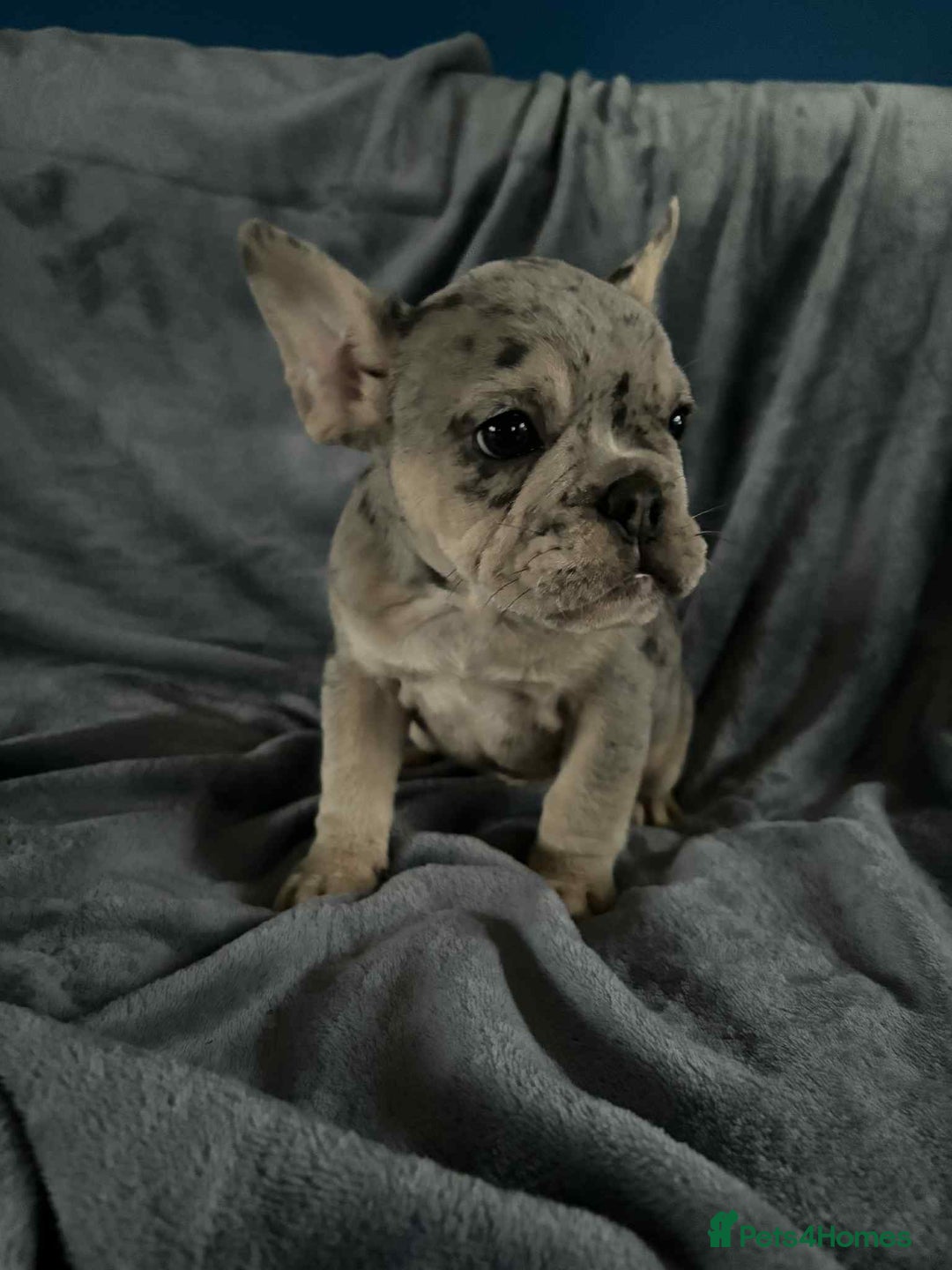 Mixed Breed dogs for sale: Beautiful spotty babies - Image 12