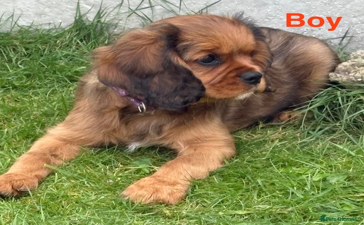 Cavalier King Charles Spaniel dogs - Advert 2