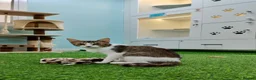 Mixed Breed cats for adoption: [Indoors Only] Yuki & Suki - Adorable Siblings - Advert 15