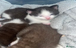Mixed Breed cats for sale: 1/4 British Shorthair Kittens - Image 11