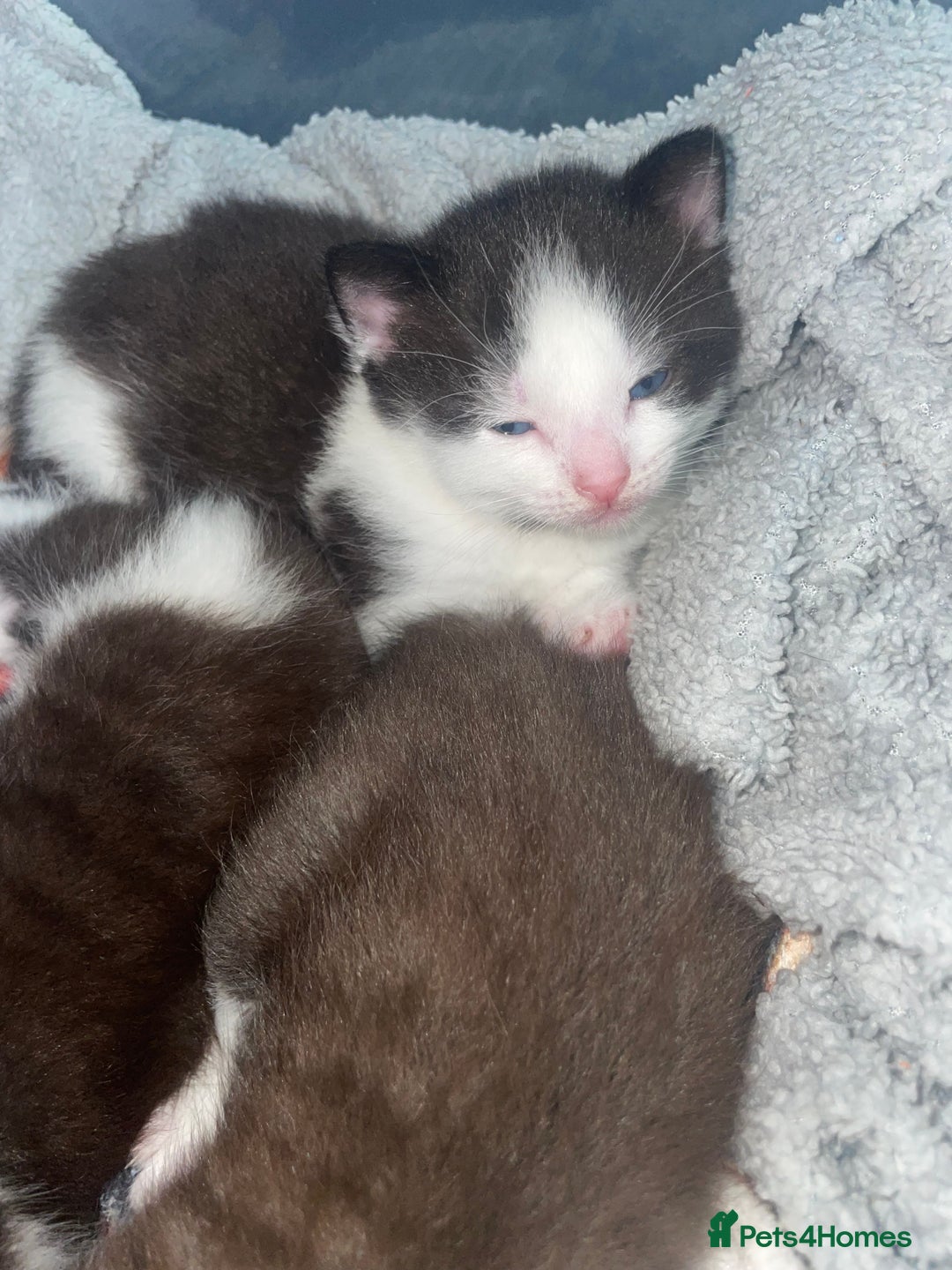 Mixed Breed cats for sale: 1/4 British Shorthair Kittens - Image 11