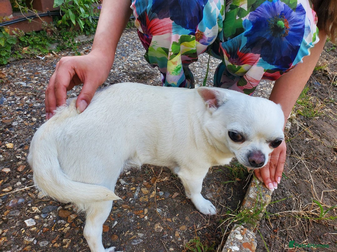 Chihuahua dogs for sale: Pedigree Chihuahua. 7 Years old & Vaccinated - Advert 3