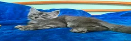 Maine Coon cats for sale: GCCF – Maine Coon kittens - Advert 11
