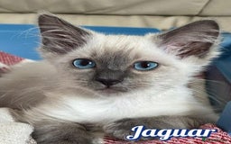 Ragdoll cats for sale: GCCF Registered Kittens - Image 9