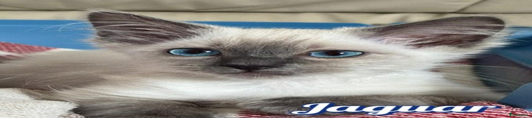 Ragdoll Kitten 3