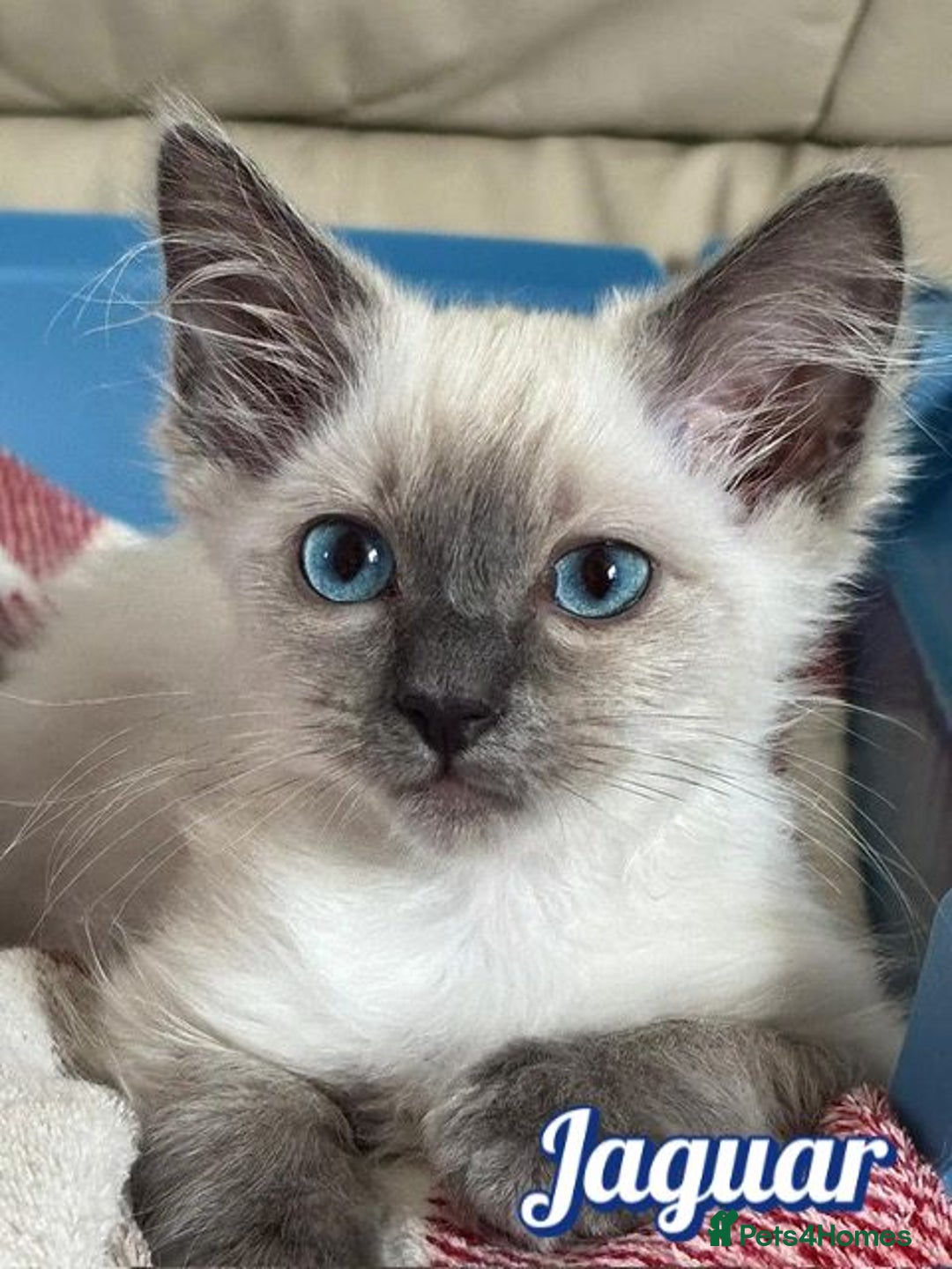 Ragdoll cats for sale: GCCF Registered Kittens - Image 9