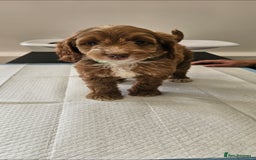 Cockapoo dogs for sale: Ready now  - Advert 8