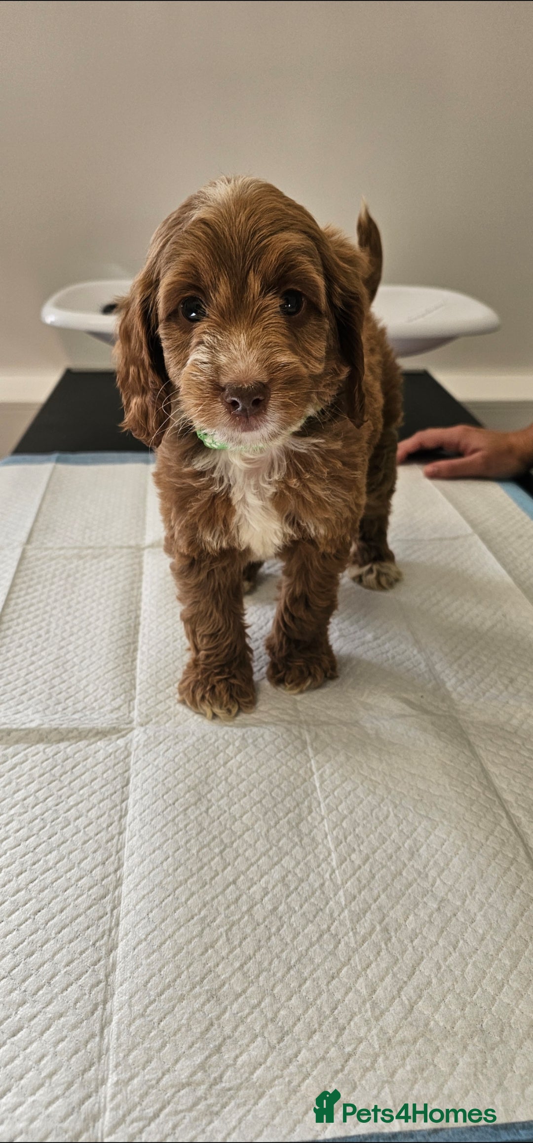 Cockapoo dogs for sale: Ready now  - Advert 8