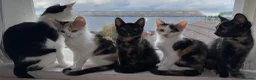 British Shorthair cats for sale: Beautiful Calico & Tortoiseshell Female Kittens - Advert 7