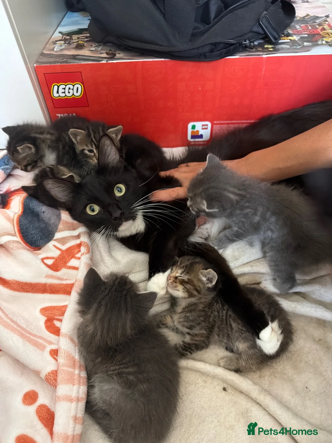Ragdoll cats for sale: 8 ADORBALE KITTENS FOR SALE  - Advert 1