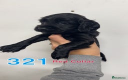 Cocker Spaniel dogs for sale: 9 wonderful cocker spaniel pups - Image 7