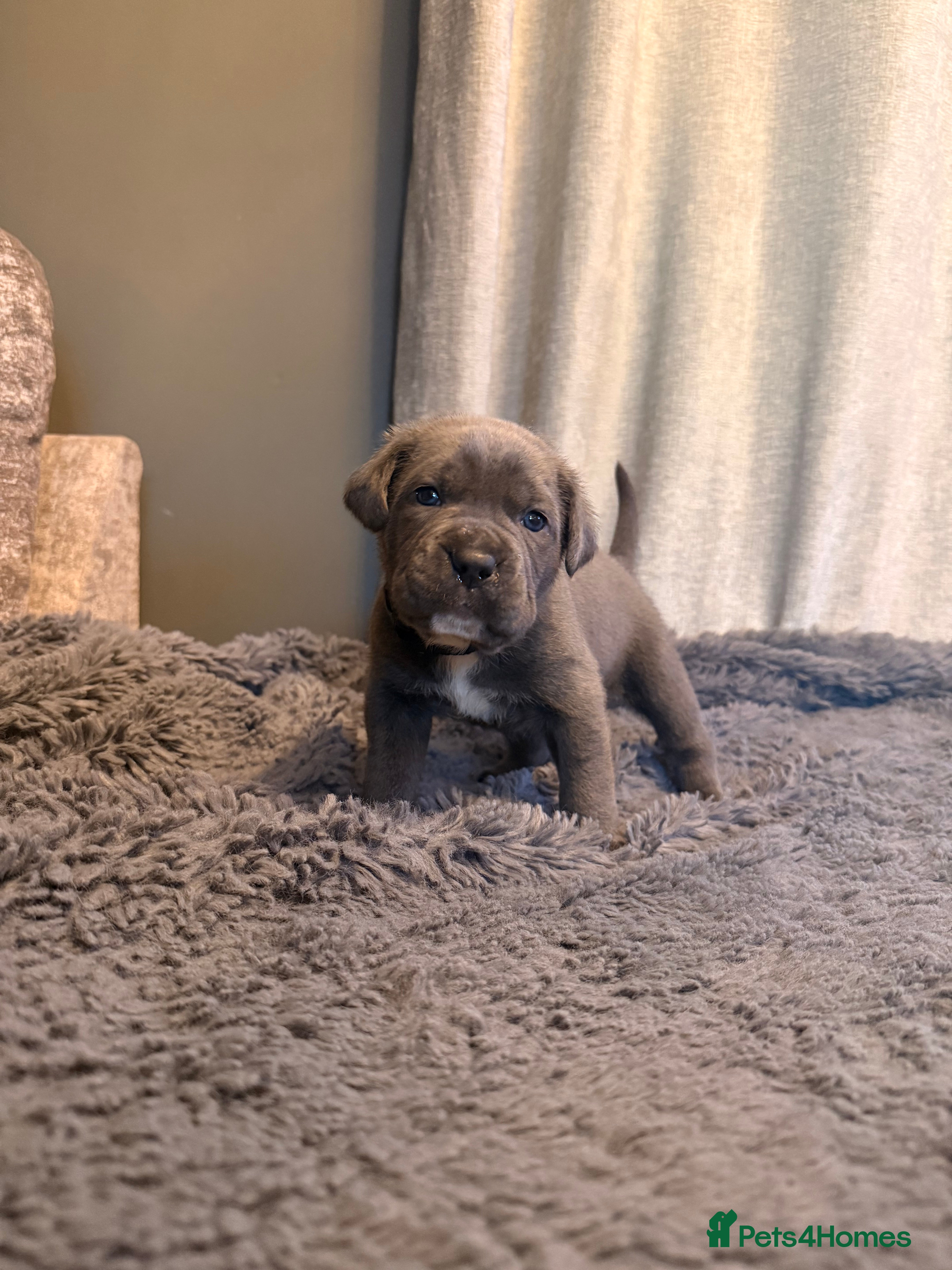 Cane Corso dogs Exceptional, Champion Bloodline Cane Corso Puppies - Advert 10