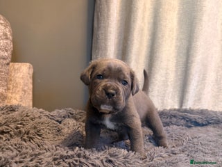 Cane Corso dogs Exceptional, Champion Bloodline Cane Corso Puppies - Advert 5