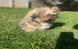 Shih Tzu dogs for sale: ❤️ Wilson has now joined his forever family ❤️ - Image 6