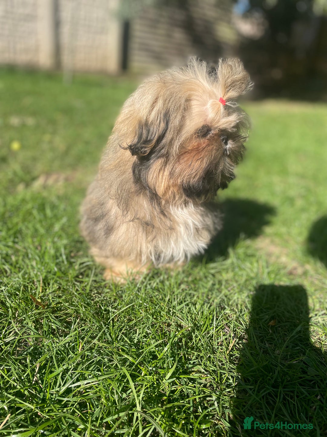 Shih Tzu dogs for sale: ❤️ Wilson has now joined his forever family ❤️ - Image 6