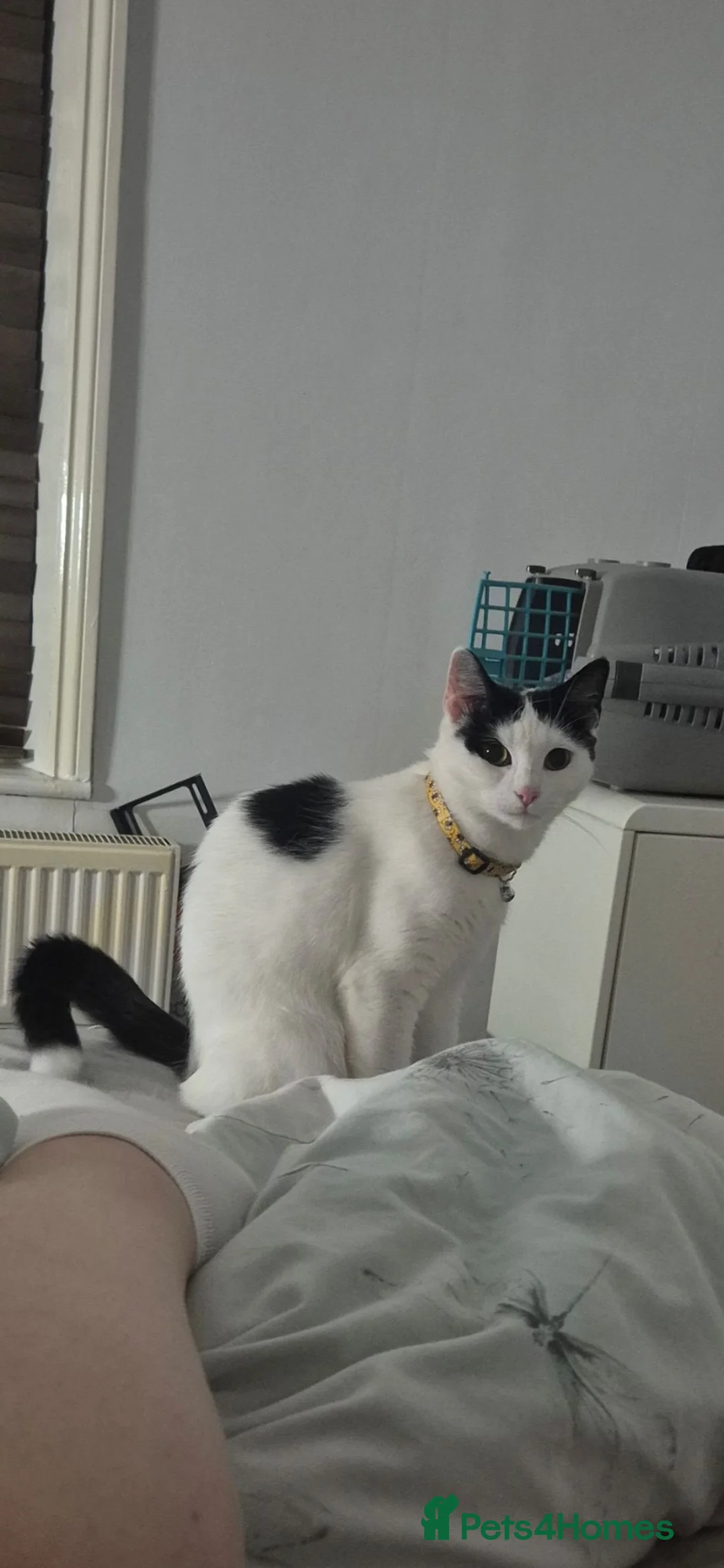 Mixed Breed cats for sale: 2 year old female cat  in Oldham - Advert 2