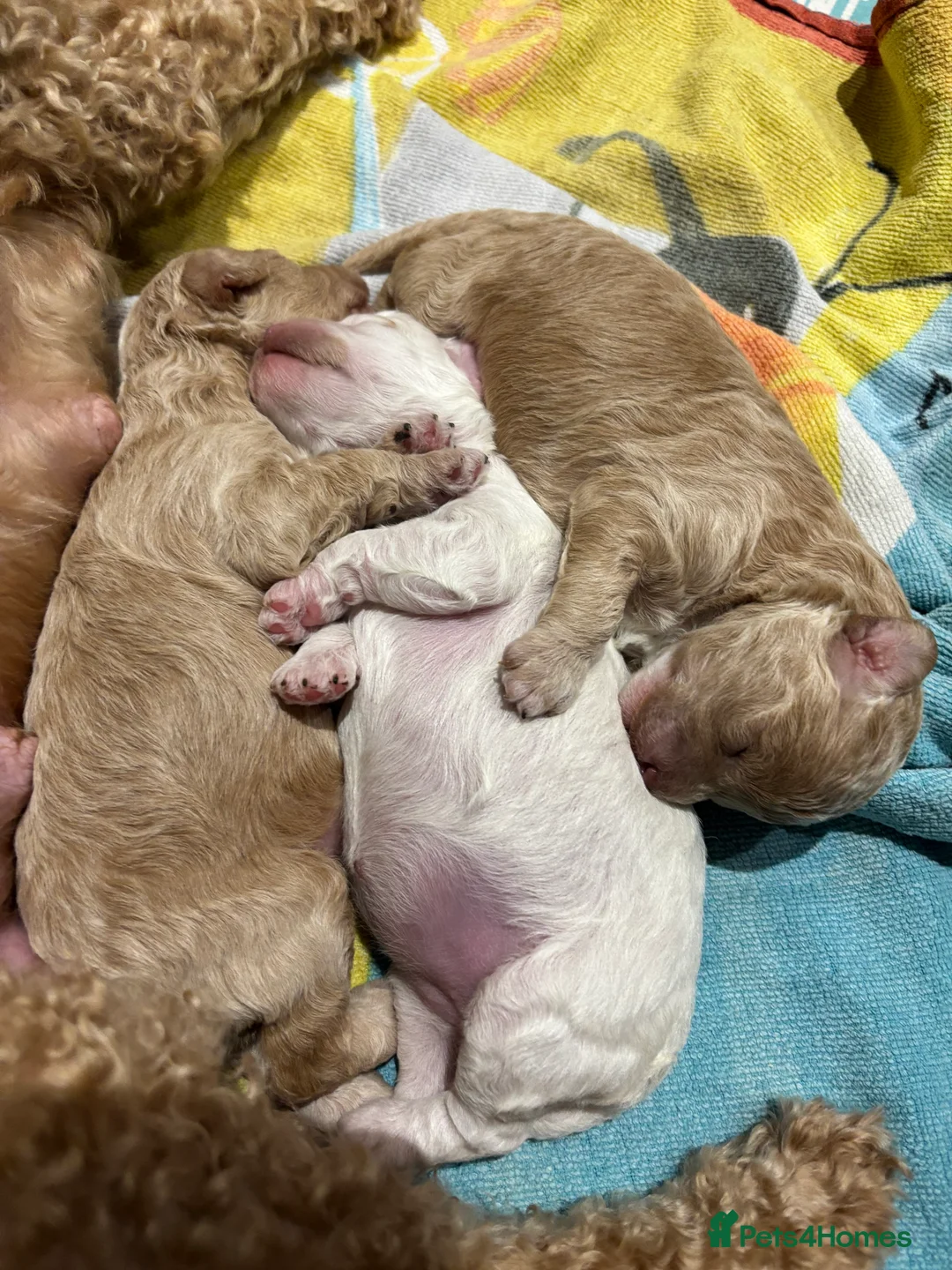 Cockapoo dogs for sale: Cockapoo puppies - Advert 3