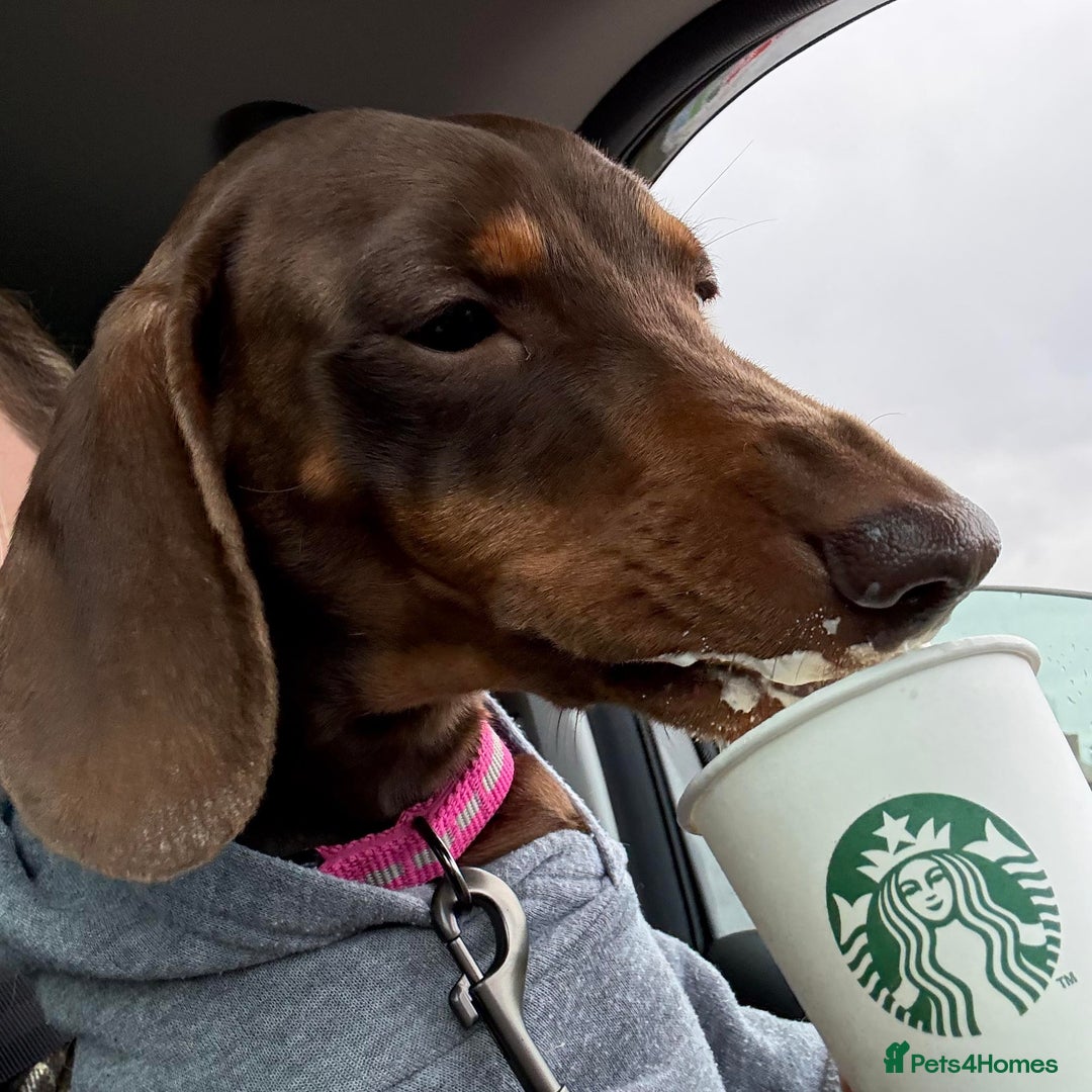 Miniature Dachshund dogs for sale: Miniature Dachshund Puppies- Family Raised - Advert 12