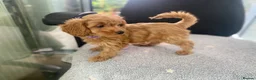 Cockapoo dogs for sale: Toy Poodle Cross Puppies, Mum & Dad Seen, London - Advert 17