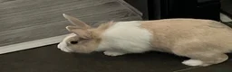 Mixed Breed rabbits for sale: Lovely rabbits looking for a new home 🐰❤️ - Advert 3