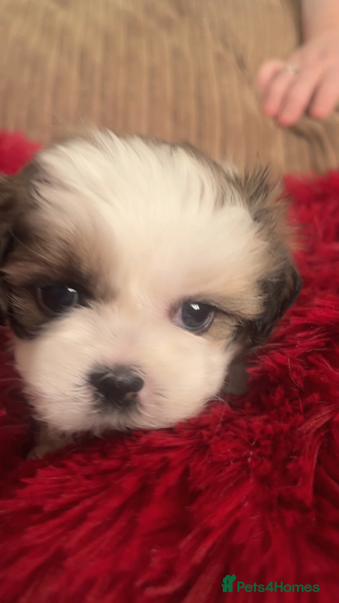 Shih Tzu dogs for sale: Beautiful litter of puppy’s  - Advert 16