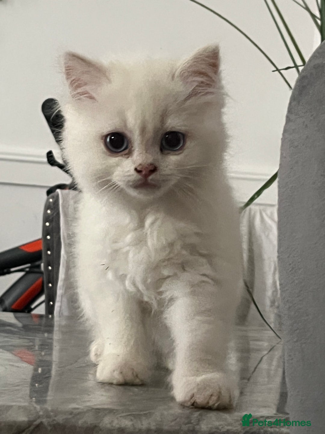 Scottish Fold cats for sale: Scottish fold straight white flame point male  - Image 4