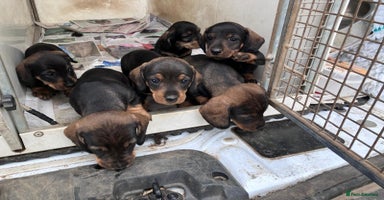 Dachshund dogs in King's Lynn - Advert 2