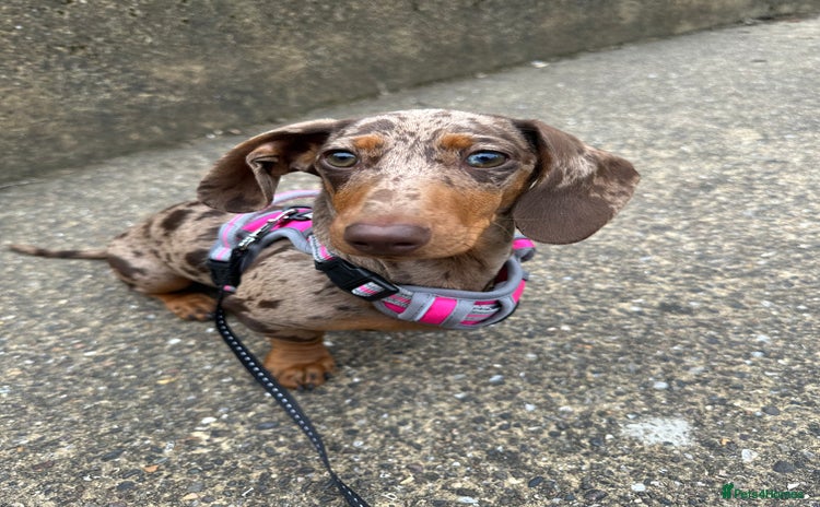 Dachshund dogs - Advert 1