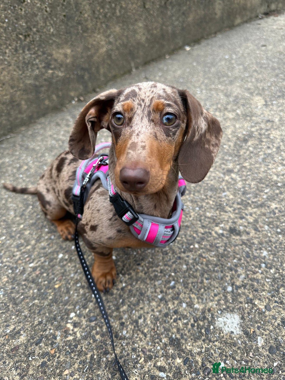 Dachshund dogs for sale: Beautiful minature dapple dachshund. 8 months old. - Image 1