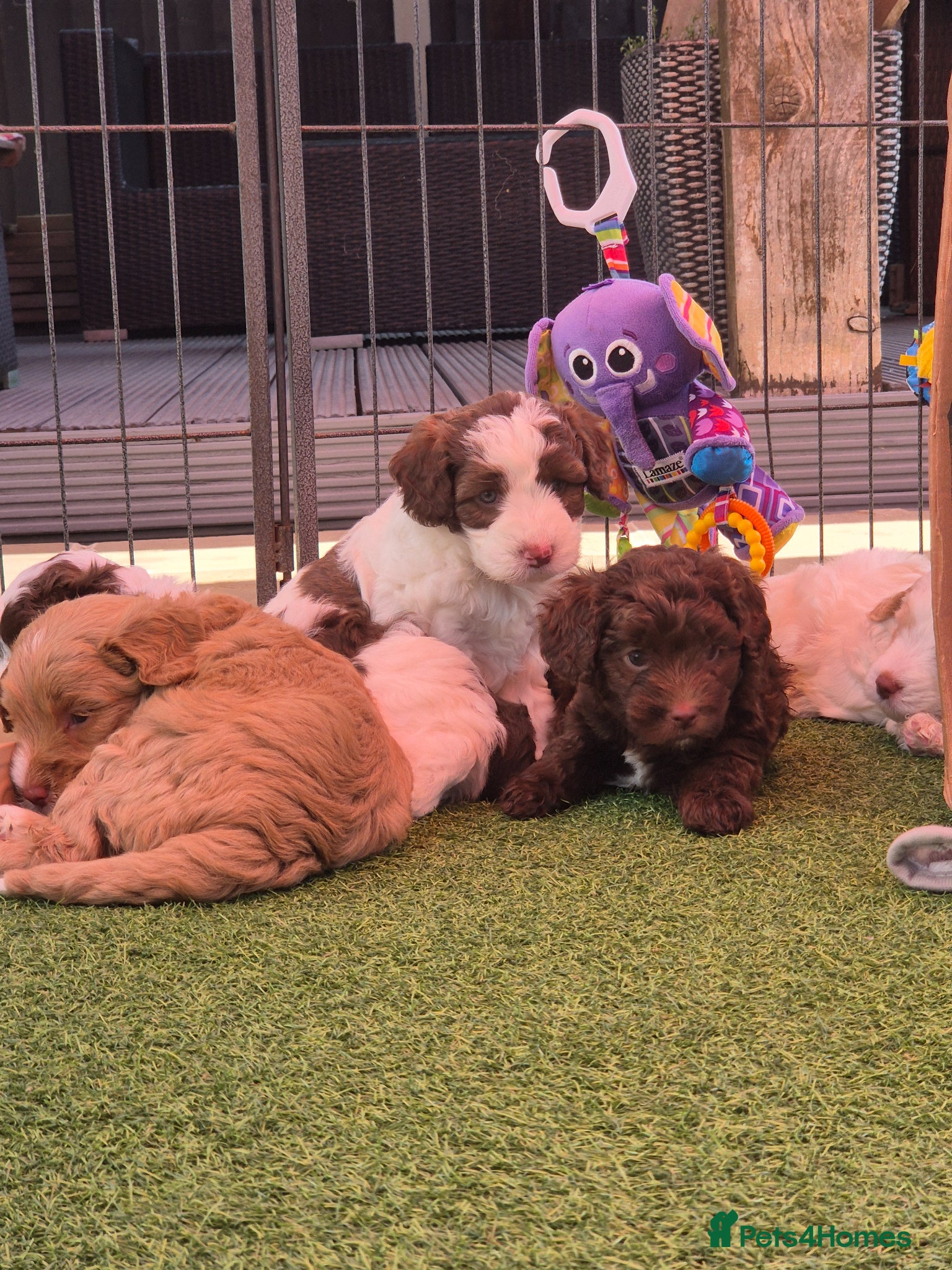 Australian Labradoodle dogs Australian Medium Labradoodles - Advert 4
