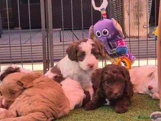 Australian Labradoodle dogs Australian Medium Labradoodles - Advert 4