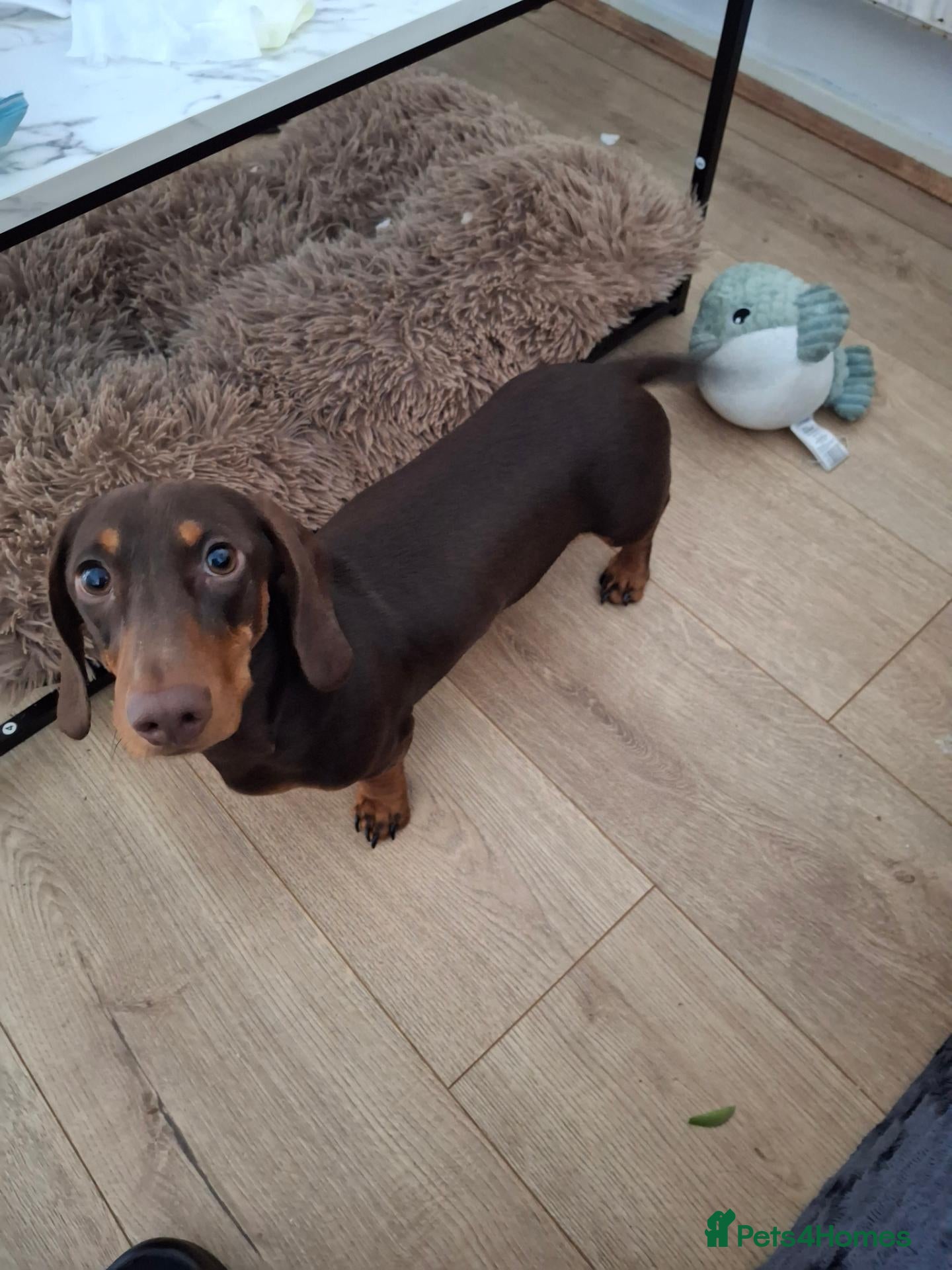 Miniature Dachshund dogs Miniature dashound  - Advert 15