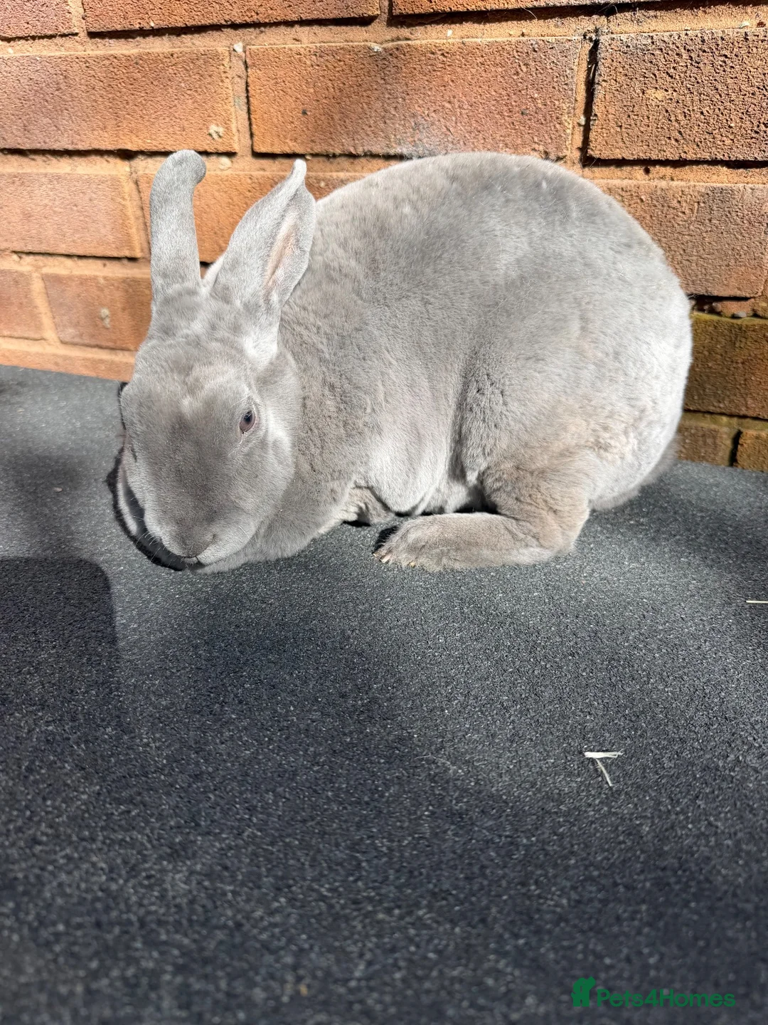 Rex rabbits for sale: Stunning Beautiful Blue Mini Rex Does  - Advert 6