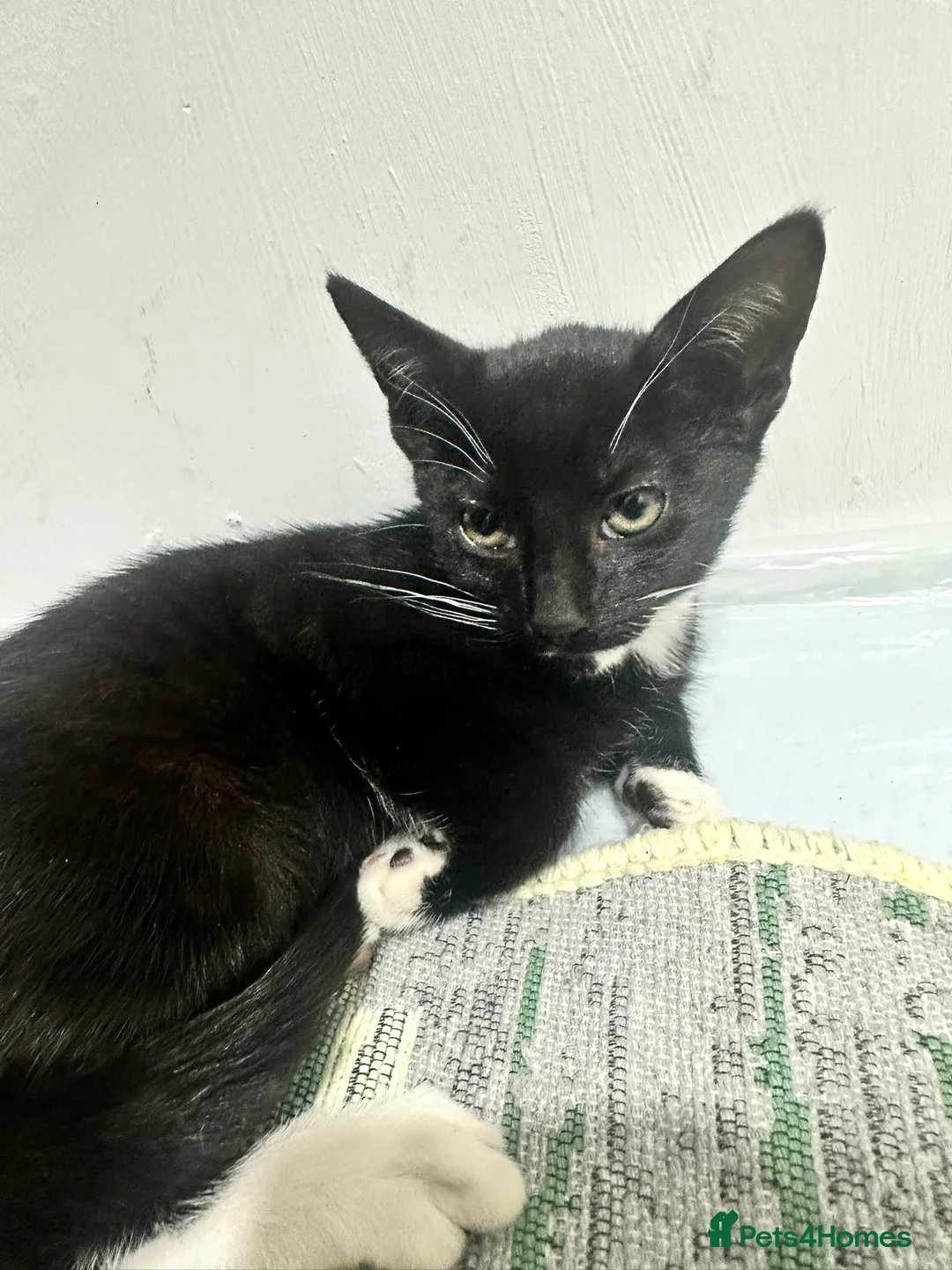 Mixed Breed cats for sale: 6 Beautiful Kittens Looking for Forever Homes - Advert 2