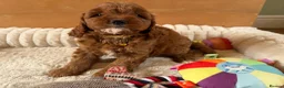 Cavapoo dogs for sale: Beautiful F1 Red Cavapoo puppies  - Advert 7