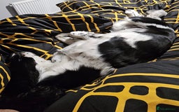 Sprocker dogs for sale: Spoker  - Image 4