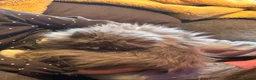 Persian cats for sale: Pedigree Persian and Exotic kitten waiting list  - Advert 12