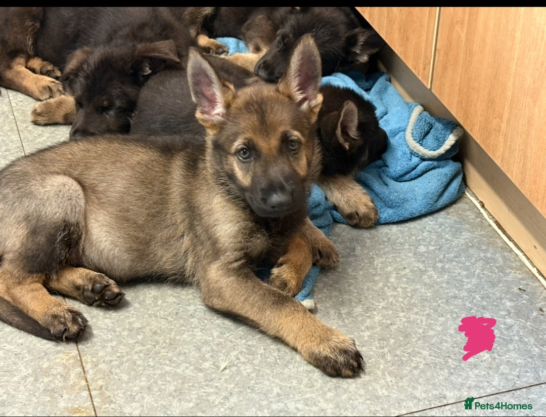 German Shepherd dogs for sale: German shepherd pups  in Scunthorpe - Image 11