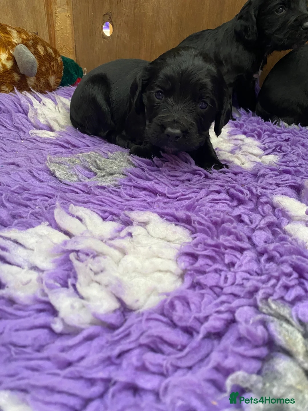 Cocker Spaniel dogs for sale: Cocker spaniel puppies  - Advert 11