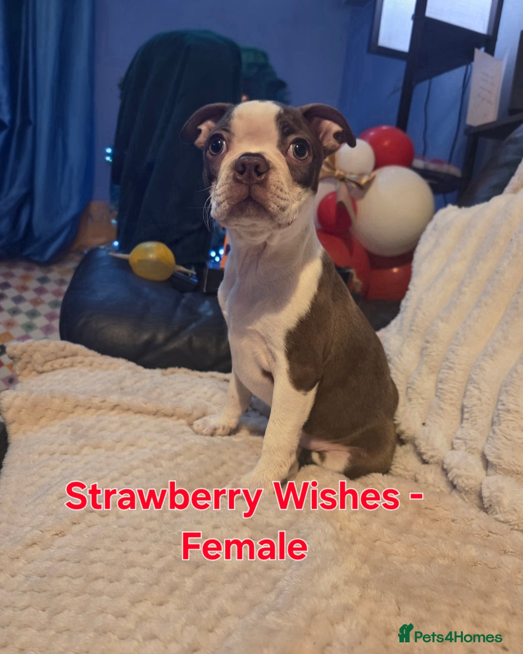 Boston Terrier dogs for sale: Beautiful Family Bostons  - Advert 9