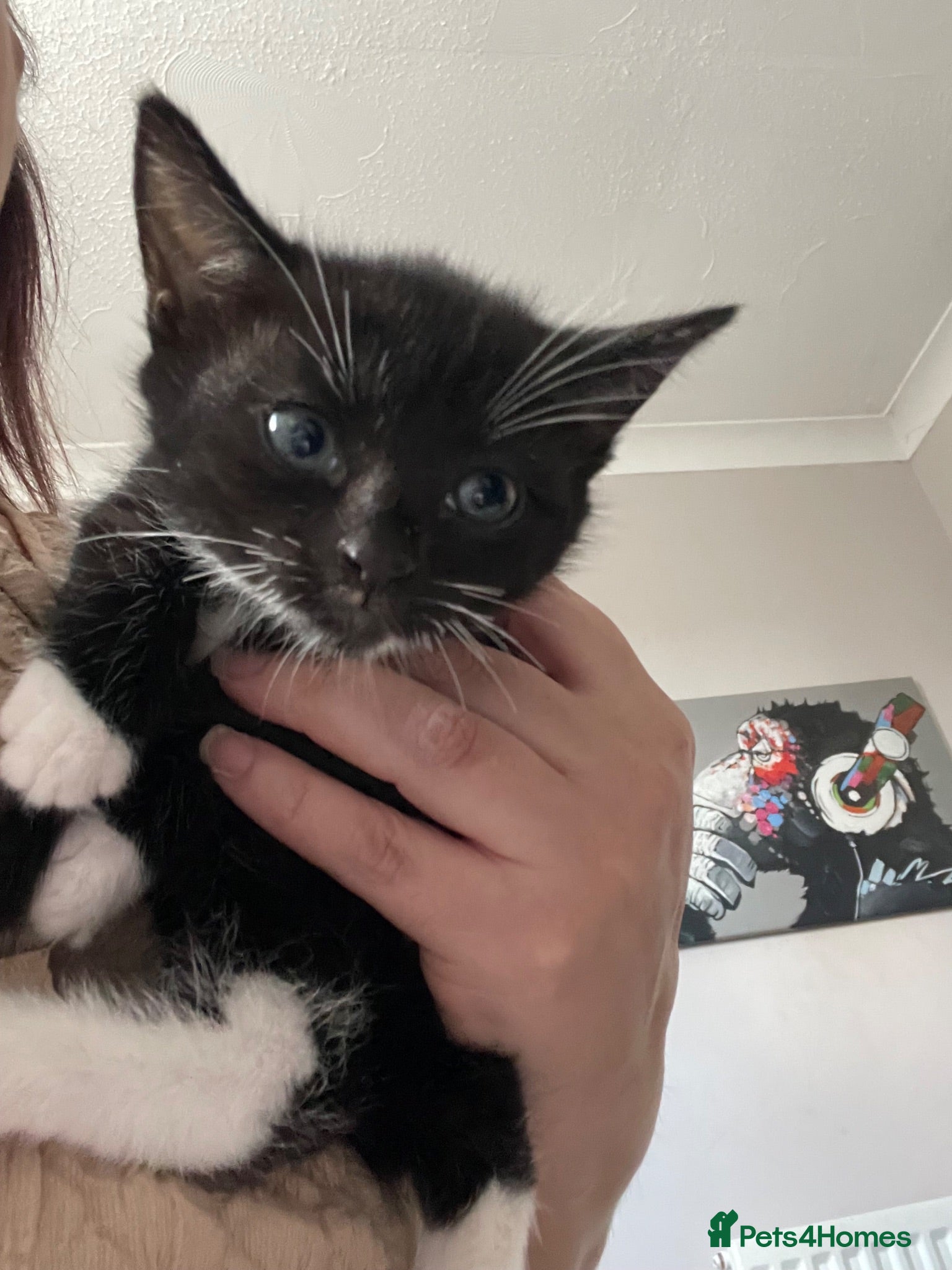 Mixed Breed cats Mixed breed only 1 female left  - Advert 3