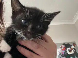 Mixed Breed cats Mixed breed only 1 female left - Advert 3