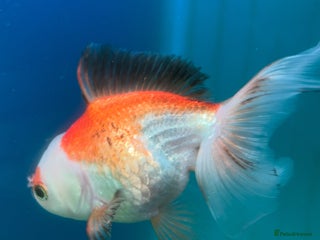 Fancy Goldfish fish - Advert 12